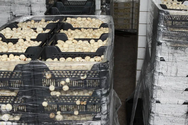 Factory for the production of canned champignons. Washing, conveyor, cleaning and packaging of champignons