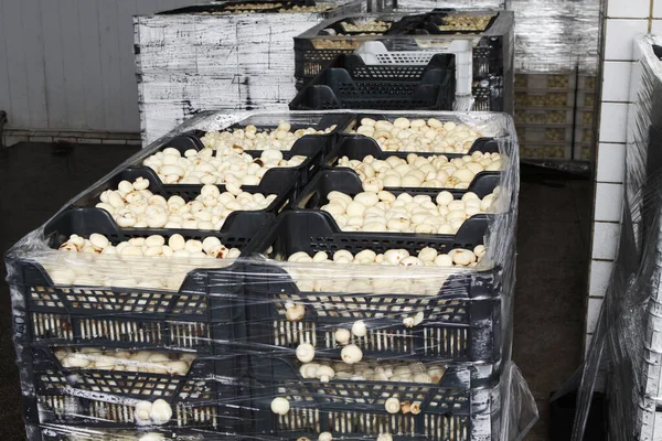 Factory for the production of canned champignons. Washing, conveyor, cleaning and packaging of champignons