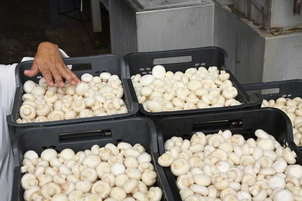 Factory for the production of canned champignons. Washing, conveyor, cleaning and packaging of champignons