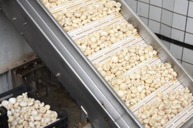 Factory for the production of canned champignons. Washing, conveyor, cleaning and packaging of champignons