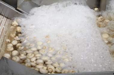 Factory for the production of canned champignons. Washing, conveyor, cleaning and packaging of champignons