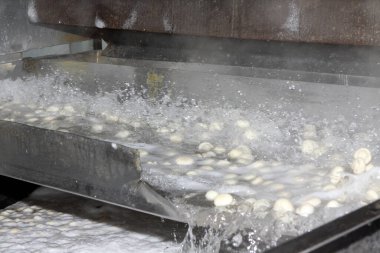 Factory for the production of canned champignons. Washing, conveyor, cleaning and packaging of champignons
