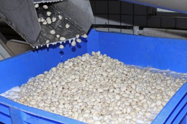 Factory for the production of canned champignons. Washing, conveyor, cleaning and packaging of champignons