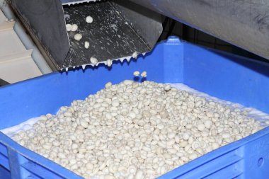 Factory for the production of canned champignons. Washing, conveyor, cleaning and packaging of champignons