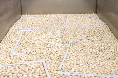 Factory for the production of canned champignons. Washing, conveyor, cleaning and packaging of champignons