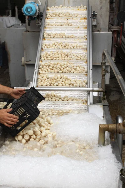 Factory Production Canned Champignons Washing Conveyor Cleaning Packaging Champignons — Photo