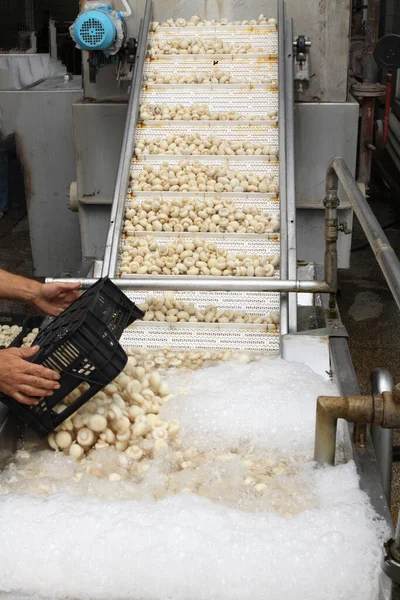 Factory Production Canned Champignons Washing Conveyor Cleaning Packaging Champignons — Zdjęcie stockowe