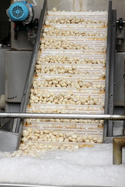 Factory for the production of canned champignons. Washing, conveyor, cleaning and packaging of champignons
