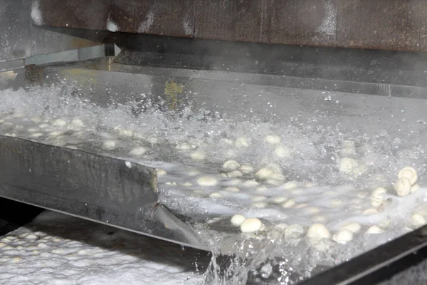Factory for the production of canned champignons. Washing, conveyor, cleaning and packaging of champignons