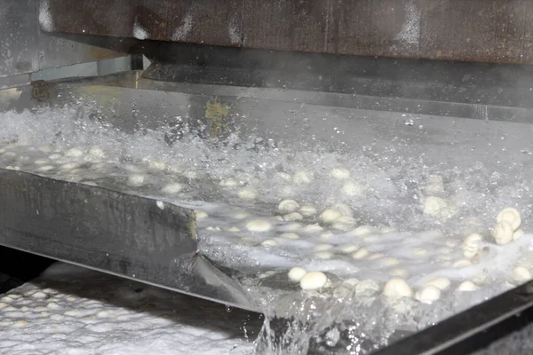 Factory Production Canned Champignons Washing Conveyor Cleaning Packaging Champignons —  Fotos de Stock