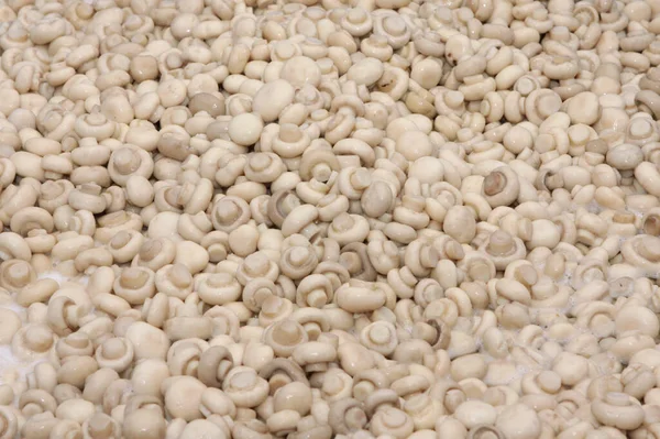 Factory for the production of canned champignons. Washing, conveyor, cleaning and packaging of champignons