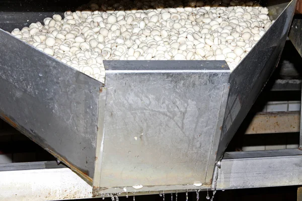 Factory for the production of canned champignons. Washing, conveyor, cleaning and packaging of champignons