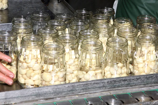 Factory Production Canned Champignons Washing Conveyor Cleaning Packaging Champignons — Stock fotografie