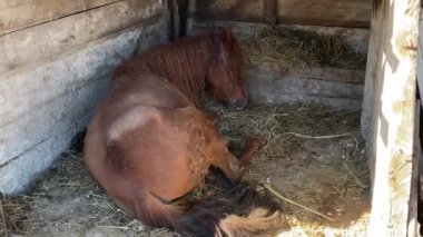 At, güneşli bir günde ahırda samanlıkta uyuyor.
