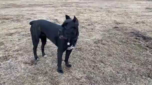 黑犬科科索犬，衣领时髦，站在干草上 — 图库视频影像