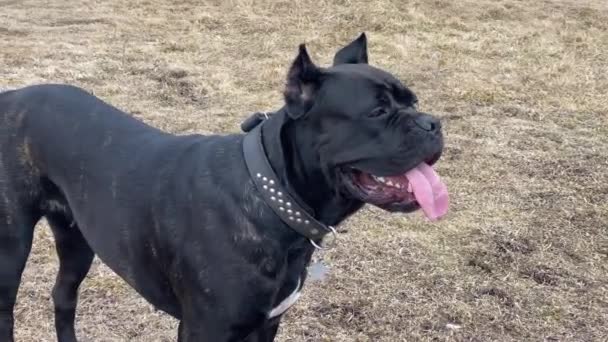 Domowy pies Cane Corso wystający język stojący na trawie — Wideo stockowe