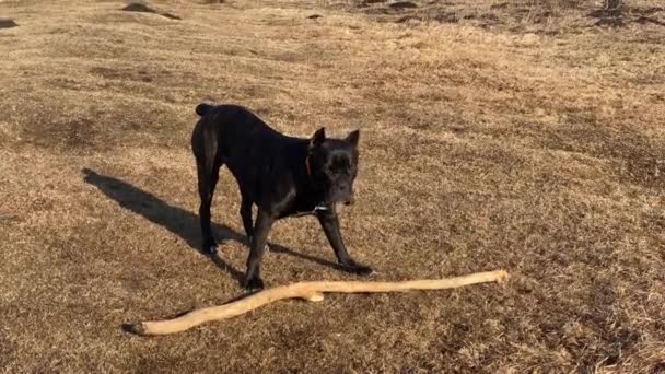 Чорна Пса Корсо жує їжу, граючи з дерев "яною палицею. — стокове відео