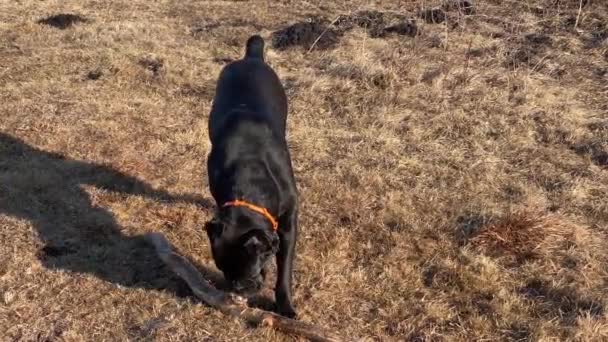 Černá hůl Corso pes kousne dřevěnou hůl ležící na suché trávě — Stock video
