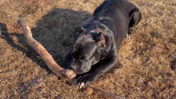 Domowe Cane Corso zwierzę gryzie drewniany kij w słoneczny dzień — Wideo stockowe
