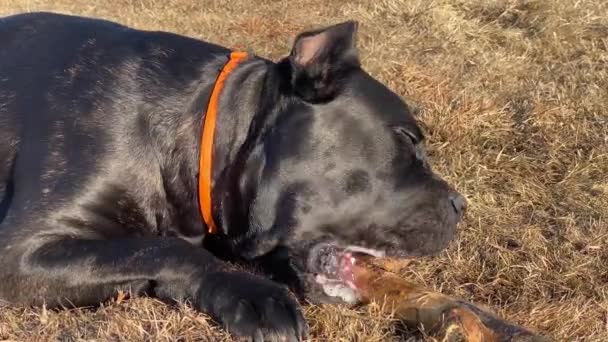 Μαύρος σκύλος φίλος προσπαθεί να δαγκώσει παχύ ξύλινο ραβδί στο γρασίδι — Αρχείο Βίντεο