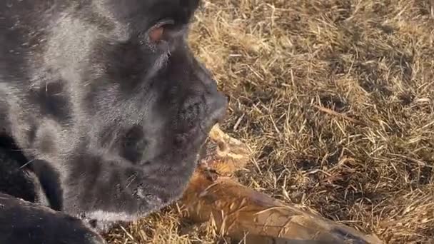 Cane Corso σκυλάκι δαγκώνει παχύ ξύλινο ραβδί στην ύπαιθρο — Αρχείο Βίντεο