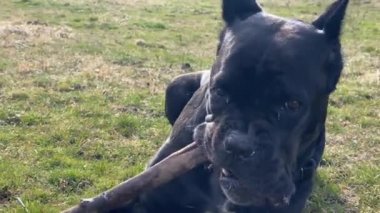 Cane Corso köpeği yeşil çimlerde sopayla oynar ve çiğner.