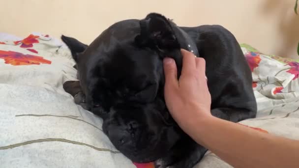 Ägare hand husdjur försiktigt svart Cane Corso sover på sängen — Stockvideo