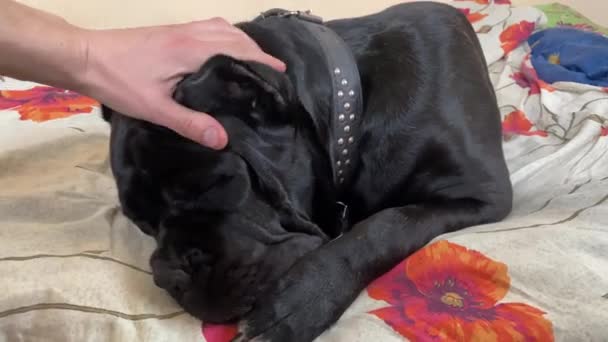 Black Cane Corso sover under lätt beröring av ägarens hand — Stockvideo