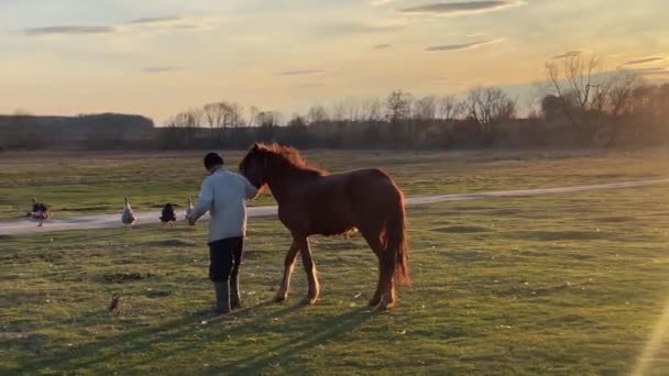 Eigenaar toont paard lopen op weide houden dier door tuig — Stockvideo