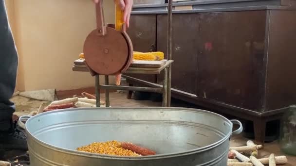 Hombre parte semilla de maíz de mazorca usando instalación especial — Vídeos de Stock
