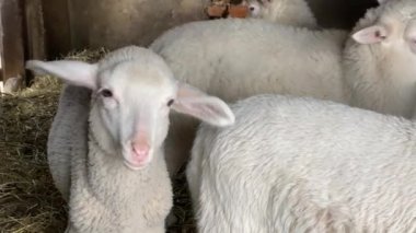 Yumuşak kuzu kameraya bakar ve saman çiğner.