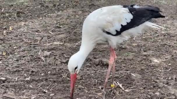 Vit stork med vinge svart kant hittar mat i åkermark — Stockvideo