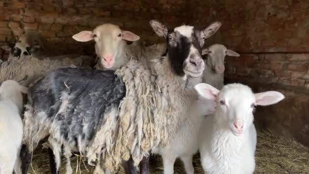 Kudde schapen staat in bakstenen schuur op zoek naar nieuwsgierigheid — Stockvideo
