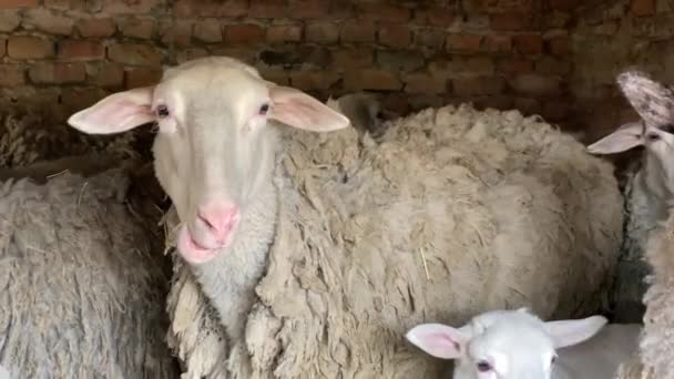 Får med trasslig ull står bland hjorden och tuggar hö — Stockvideo