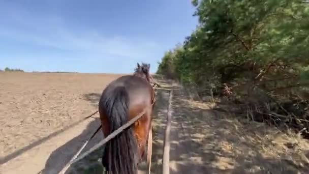 马沿着笔直的土路拉木制农场推车 — 图库视频影像