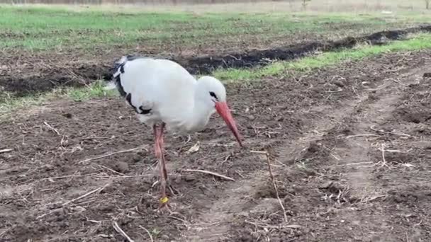 Cicogna bianca con ala bordo nero trova cibo in terra sciolto — Video Stock