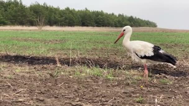 Tousled stork walks on green field edge in windy weather — стоковое видео