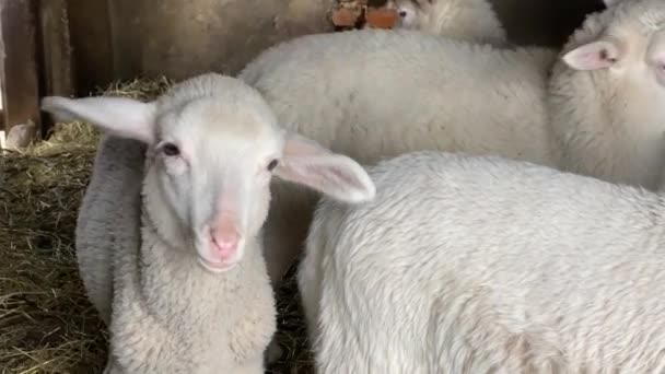 Pluizig lam kijkt nieuwsgierig naar camera en kauwt hooi — Stockvideo