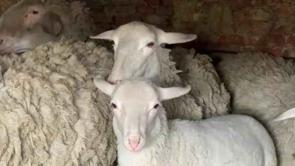 Flock av får hopkurade i rött tegel cowshed — Stockvideo