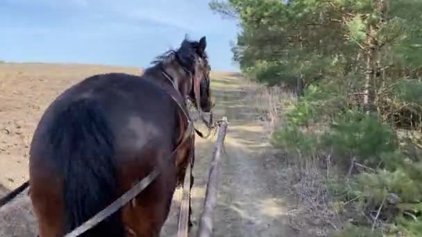 Brown horse pulls wagon along dirt road past farm field — Video