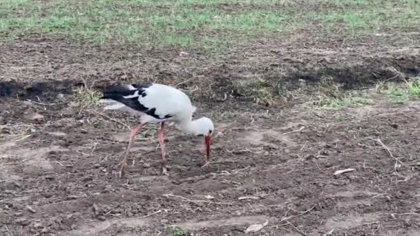 Pecks cigüeña blanca camino tierra en busca de comida en primavera — Vídeos de Stock