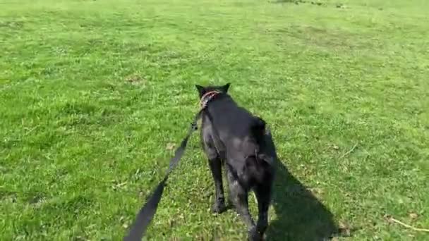 Ägare går Cane Corso hund i koppel på ängen på sommaren — Stockvideo