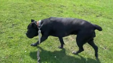 Owner walks Cane Corso dog on leash on meadow in summer