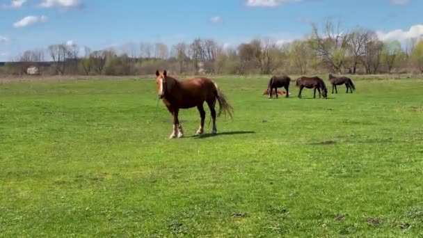 Horses with metal chains graze on pasture on sunny day — Stockvideo