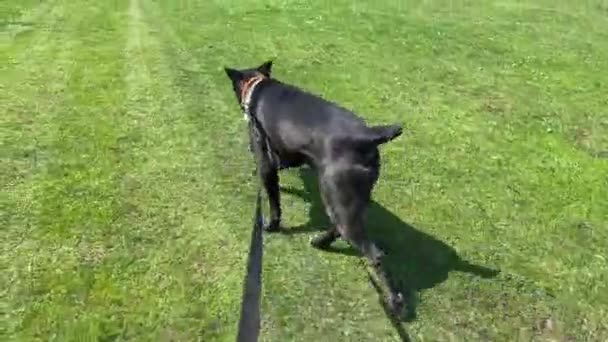 Propietario pasea Cane Corso perro con correa en el prado en verano — Vídeos de Stock