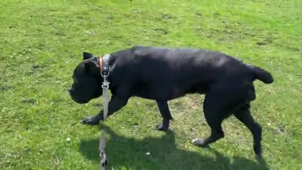 Propietario pasea Cane Corso perro con correa en el prado en verano — Vídeos de Stock