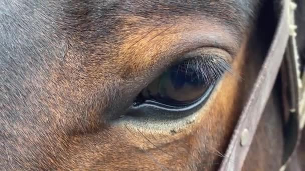 Brown Horse Eye Close Up — Stock Video