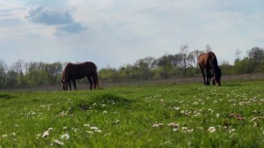 Metal zincirli atlar güneşli bir günde çayırlarda otlar.