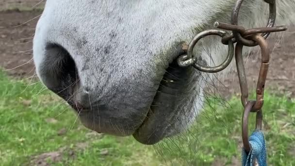 Nose White Smooth Haired Horse Grazing Field Fresh Green Grass — Stock Video