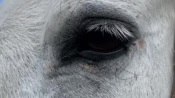 Vita Hästar Blinkar Blundar För Irriterande Flugor Mörkt Öga Med — Stockvideo